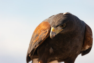 Close up portrait of a Harris Hawk looking down and to the left on a sunny morning with clouds and...