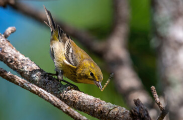 songbird, garden bird, song bird, sparrow