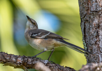 songbird, garden bird, song bird, sparrow