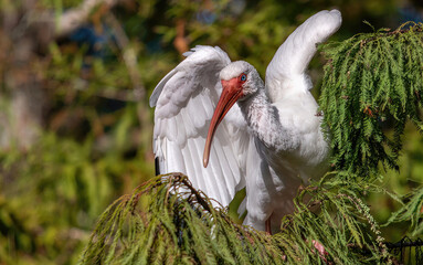 Florida ibis, white ibis, ibis bird, white feathers - obrazy, fototapety, plakaty