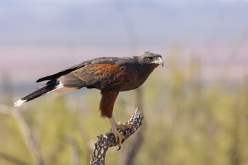 A Harris Hawk perches on the branch of a cholla cactus skeleton with an alert pose and an intent stare in the desert of Southern Arizona, USA on a sunny day at the Arizona Desert Sonoran Museum. - Powered by Adobe