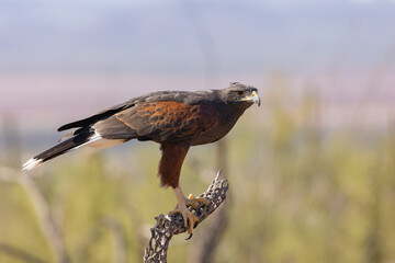 A Harris Hawk perches on the branch of a cholla cactus skeleton with an alert pose and an intent stare in the desert of Southern Arizona, USA on a sunny day at the Arizona Desert Sonoran Museum.