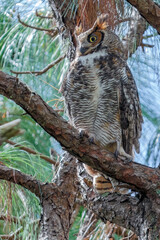 Great horned owl, raptor, owl, 