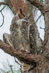 Great horned owl, raptor, owl, 