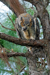 Great horned owl, raptor, owl, 