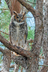 Great horned owl, raptor, owl, 