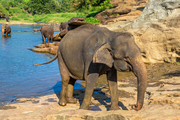 Herd of elephants in Sri Lanka - 749649317