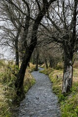 path in the forest