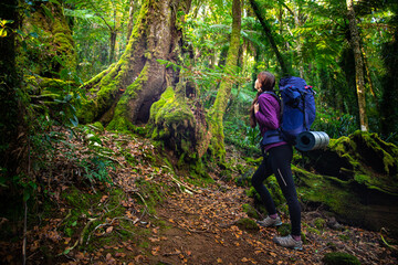 Obraz premium hiker girl with large backpack and camping gear walking through magical australian rainforest - lamington national park; camping in wilderness near brisbane, queensland, australia