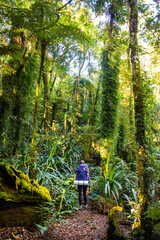 hiker girl with large backpack and camping gear walking through magical australian rainforest -...