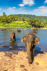 Herd of elephants in Sri Lanka - 749649960