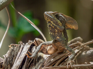 Florida green basilisk, brown basilisk lizard