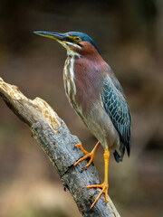 heron in Florida wetlands