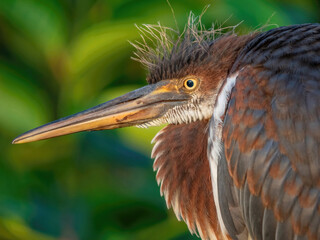 little green heron