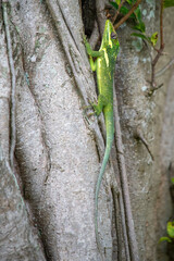 Cuban knight anole, lizard