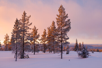 Romantic frozen forrest landscape in north Finland, above the arctic circle, in the Pallas-Yllästunturi National Park, around Muonio