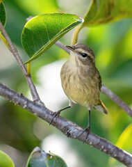 songbird, garden bird, song bird, sparrow