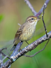 songbird, garden bird, song bird, sparrow