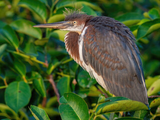 heron in Florida wetlands