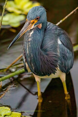 heron in Florida wetlands