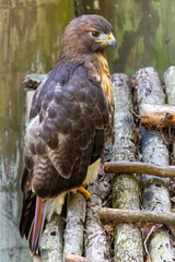 red shouldered hawk, Florida predator, falcon, bird of prey