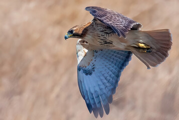 red shouldered hawk, Florida predator, falcon, bird of prey