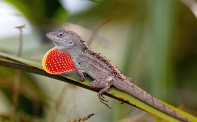 Florida brown anole, lizard, wildlife, 