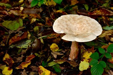 Mushroom in the forest in autumn, West Midlands, England, UK