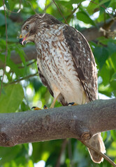red shouldered hawk, Florida predator, falcon, bird of prey