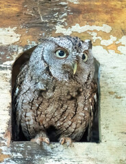 small owl, eastern screech owl, bird, nature, wildlife, wetlands, forest