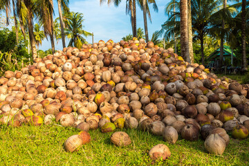 Heaps of coconuts