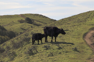 Calf feeding in the East Bay hills of Northern California