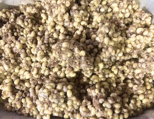 Ant eggs in the soil