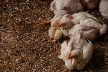 A group of baby white Rock chickens cuddling together. Meat Birds (3-4 weeks old)