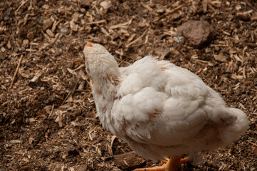 One baby White Rock chicken walking in the barn. Meat Bird (3-4 weeks old)