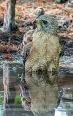 red shouldered hawk, Florida predator, falcon, bird of prey