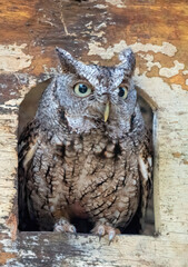 small owl, eastern screech owl, bird, nature, wildlife, wetlands, forest