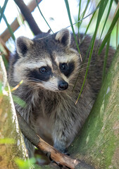 raccoon on the tree