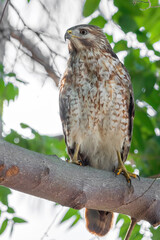 red shouldered hawk