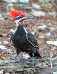 woodpecker, forest pecker, woody woodpecker, downy woodpecker