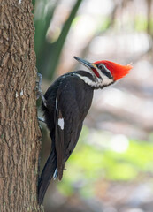 spotted woodpecker, downy woodpecker, forest pecker