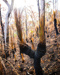burned grass trees at the top of mount greville in moogerah peaks national park, queensland, australia; scenery after bush fire in australian forest
