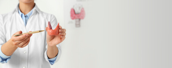 Endocrinologist showing thyroid gland model in hospital, closeup. Banner design with space for text