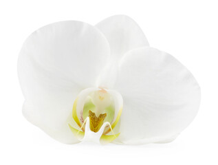One beautiful orchid flower isolated on white