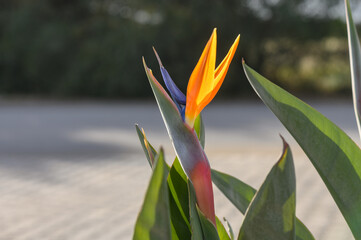Strelitzia flower in winter in the sun in Cyprus 1