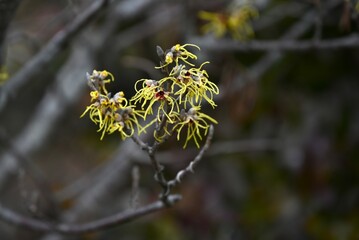 Japanese witch hazel ( Hamamelis japonica ) flowers. Hamamelidaceae deciduous tree. In spring, many clusters of yellow flowers bloom before the leaves.