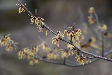 Japanese witch hazel ( Hamamelis japonica ) flowers. Hamamelidaceae deciduous tree. In spring, many...