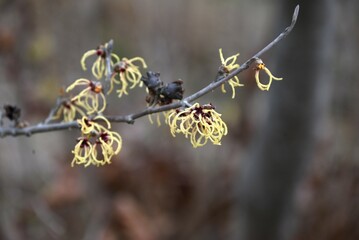 Japanese witch hazel ( Hamamelis japonica ) flowers. Hamamelidaceae deciduous tree. In spring, many clusters of yellow flowers bloom before the leaves.