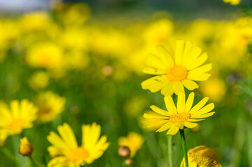 Yellow chamomile flowers on a dark green garden background 1