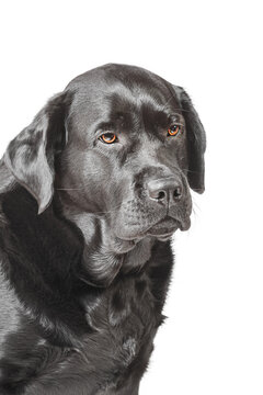 Image taken in a studio, black dog with brown eyes. Black labrador dog isolated.